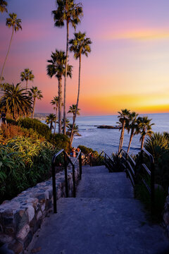  palm trees at Heisler Park, in Laguna Beach, Orange County, California