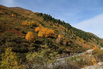 Alpen Landschaft im Herbst, Pitztal, Österreich. Bäume mit gelben und Braunen Blättern