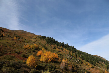 Alpen Landschaft im Herbst, Pitztal, Österreich. Bäume mit gelben und Braunen Blättern