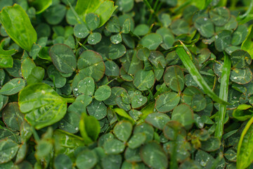 Beautiful background video with green leaves and raindrops