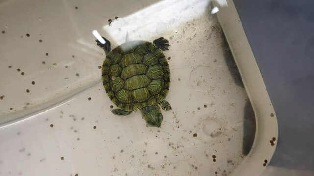 A small red-eared slider or red-eared terrapin turtle is eating turtle food in a plastic cupboard pond. World Turtle Day to celebrate on May 23rd.