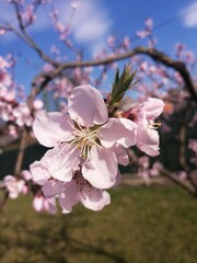 pink cherry blossom