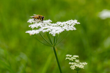 Close up of a honey bee working on a white flower collecting pollen, bee in background. Close up.Bee