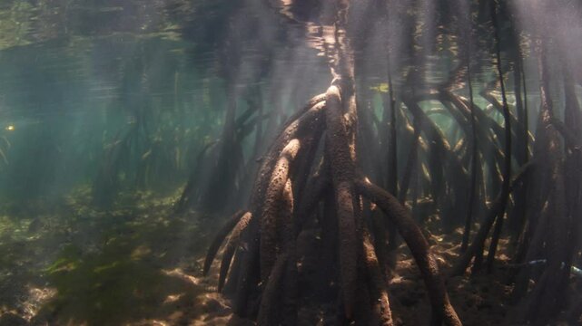 Beams of light filter into a dark mangrove forest found along the island of Lembata in the Lesser Sunda Islands of Indonesia. Mangroves play a vital ecological role and are tied to coral reefs.