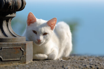 White domestic cat lying on rough stone pavement in sunny weather. Image features soft focus and shallow depth of field. Cat illuminated by natural sunlight
