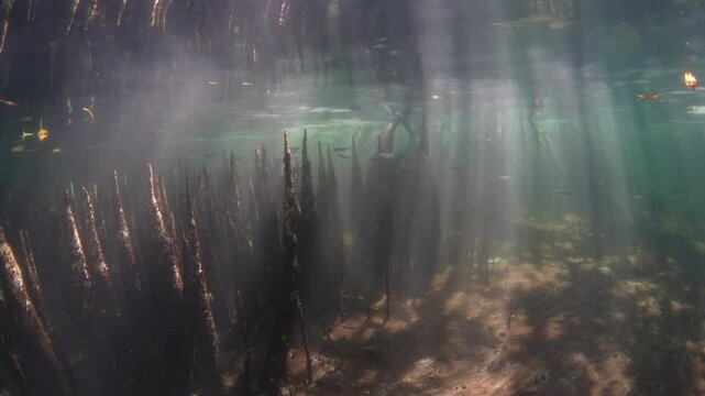 Beams of light filter into a dark mangrove forest found along the island of Lembata in the Lesser Sunda Islands of Indonesia. Mangroves play a vital ecological role and are tied to coral reefs.