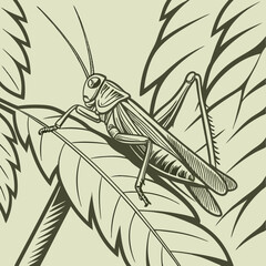 vector illustration of a grasshopper
