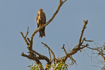 A black kite sits on a tree branch waiting for prey