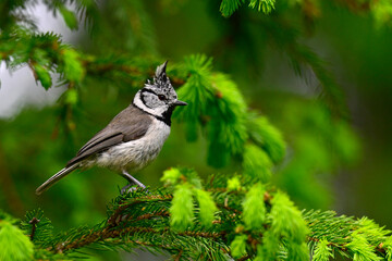 Crested tit // Haubenmeise  (Lophophanes cristatus)