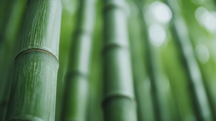 Obraz premium A close-up view of vibrant green bamboo stalks creates a refreshing and calming atmosphere, symbolizing growth, flexibility, and resilience within nature.