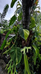 tropical plants in the jungle
