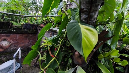 green beans in the garden