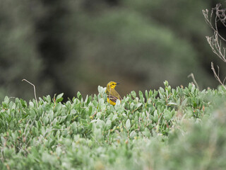 Bergeronnette flavéole mâle (Motacilla flava flavissima) dans les herbes hautes et la...