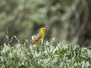 Bergeronnette flavéole mâle (Motacilla flava flavissima) dans les herbes hautes et la...