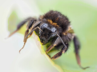 Bourdon des pierres (Bombus lapidarius) photographié en macro sur feuille et fleur