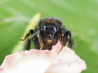 Bourdon des pierres (Bombus lapidarius) photographié en macro sur feuille et fleur