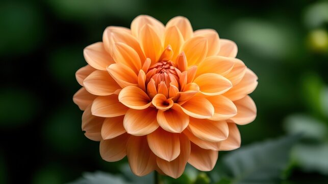 A close-up of a stunning orange dahlia flower showcases its intricate petals and vibrant color, reflecting natural beauty and the splendor of botanical life. - Powered by Adobe