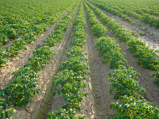 Rows of green crops stretch across cracked, sunlit soil under a clear sky