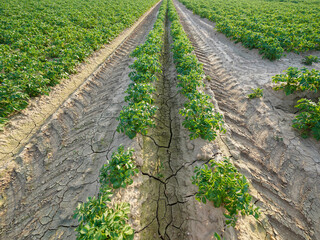 Rows of green agricultural plants on dry cracked soil with distinct tractor tire marks