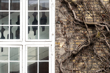 White framed window and climbing ivy on aged brick wall in Christianshavn, Copenhagen, Denmark, detail of traditional urban facade and northern architecture texture
