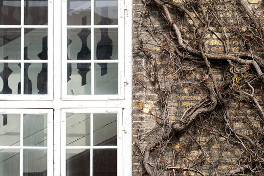 Fototapeta White framed window and climbing ivy on aged brick wall in Christianshavn, Copenhagen, Denmark, detail of traditional urban facade and northern architecture texture