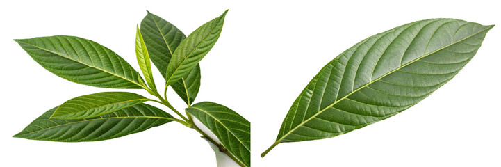 Malabar nut (Justicia adhatoda)