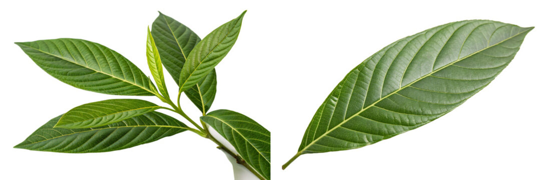 Malabar nut (Justicia adhatoda)