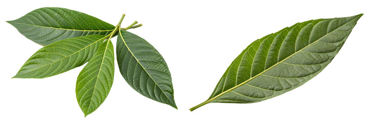 Justicia adhatoda (Malabar nut)