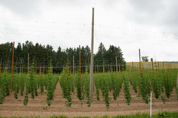 Hop field planted in straight rows with vines tied to tall poles using rope. Traditional German...