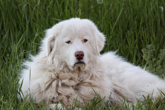 Maremma Livestock guardian dog relaxing in the field