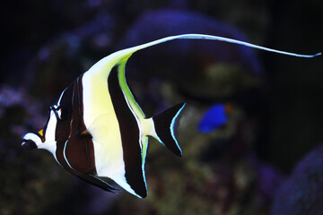 Moorish Idol (Zanclus cornutus) swimming in reef