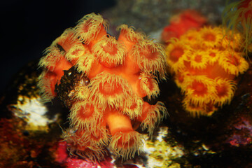 Orange cup coral (Tubastraea faulkneri)
