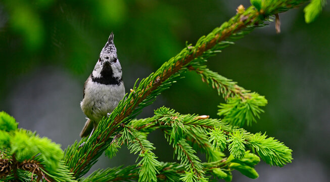 Haubenmeise // Crested tit  (Lophophanes cristatus)