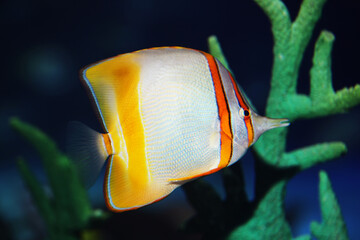 Margined Coralfish (Chelmon marginalis) from Australia