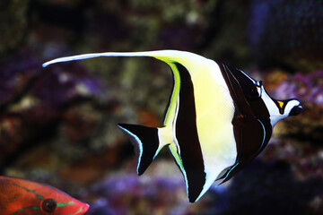 Moorish Idol (Zanclus cornutus) swimming in reef