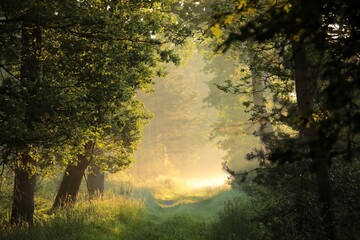 A path through a fairytale spring forest on a foggy morning