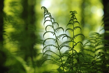Fern in the forest on a sunny spring morning, Poland