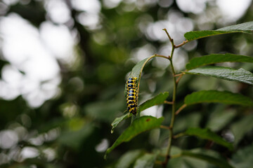 caterpillar on a leaf. yellow and black caterpillars sticking to the leaves