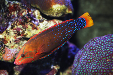 Adult Yellowtail Coris (Coris gaimard)