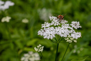 Close up of honey bee working on white flower collecting pollen, bee background. Close up.Bee. Ideal for nature, gardening and floral background.