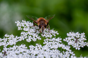 Close up of honey bee working on white flower collecting pollen, bee background. Close up.Bee. Ideal for nature, gardening and floral background.