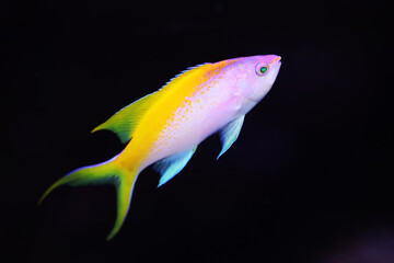 Yellowback Anthias (Pseudanthias evansi) in black background