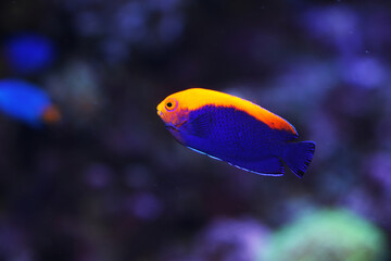 Brazilian flameback angelfish (Centropyge aurantonotus)