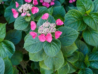(Hydrangea macrophylla) Cultivar of Lacecap hydrangeas in shape of flat flowerheads with small...