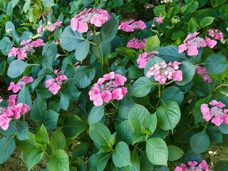 (Hydrangea macrophylla) Lacecape flowerheads with large sterile showy bract-like reddish flowers...