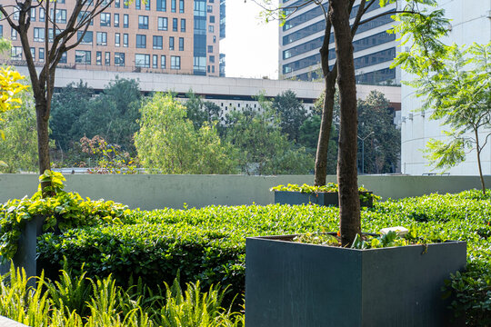 Modern planters and tree-lined pathways in rooftop garden, Mexico City, Mexico, ecological integration in contemporary urban landscape