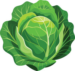 Fototapeta premium green cabbage isolated on white