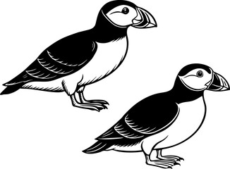 A puffin standing upright, isolated on a white background