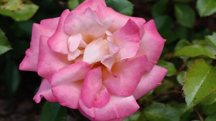 beautiful rose flowers in the garden