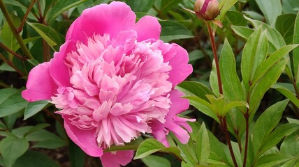 beautiful peony flowers in the garden